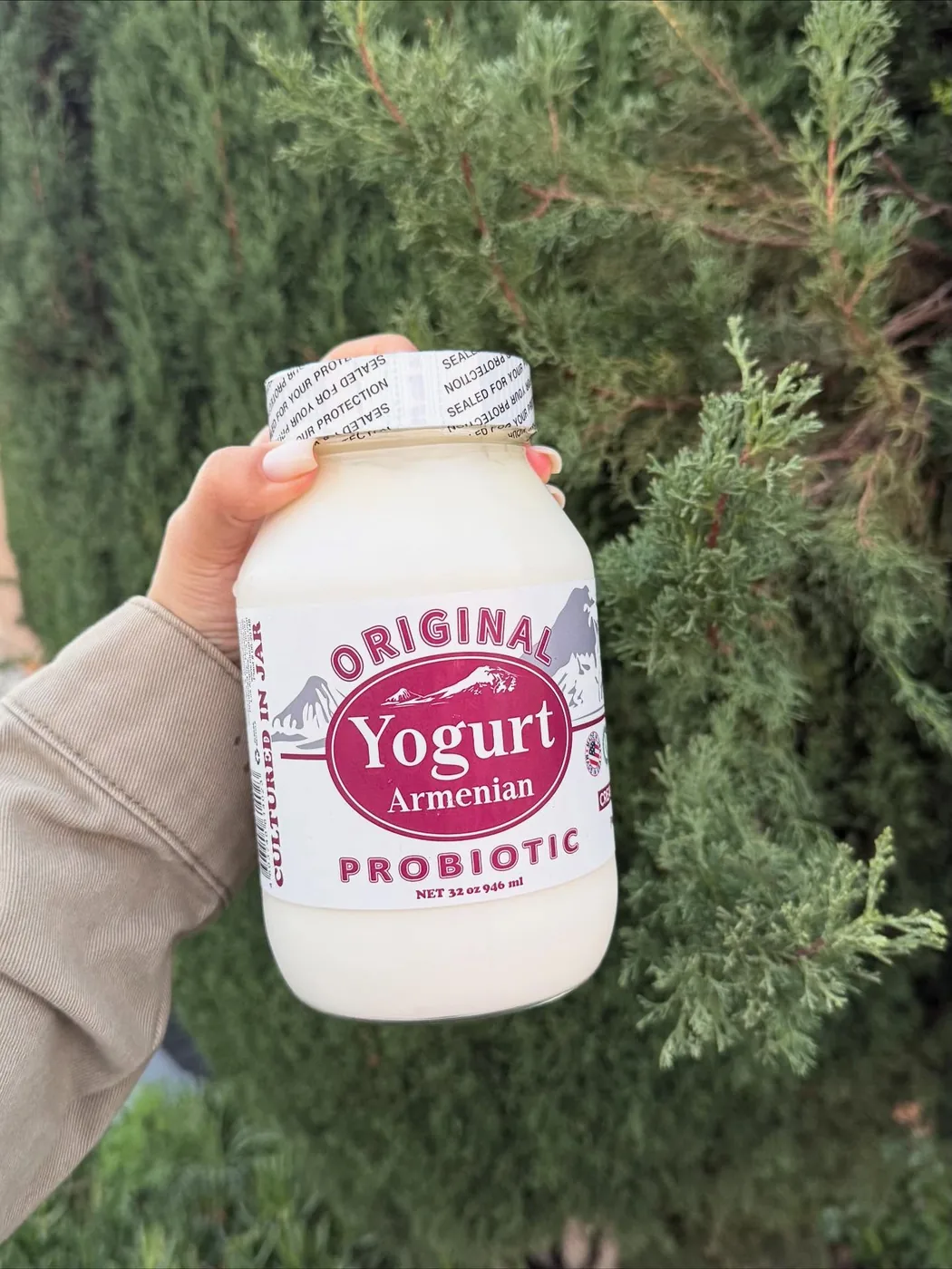 A hand holding a jar of Muusho Original Armenian Yogurt against evergreen branches